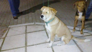 Το σκυλάκι της φωτογραφίας κυκλοφορεί στον Φοίνικα Θεσσαλονίκης εδώ και μία εβδομάδα. Μήπως το ψάχνει κανείς?