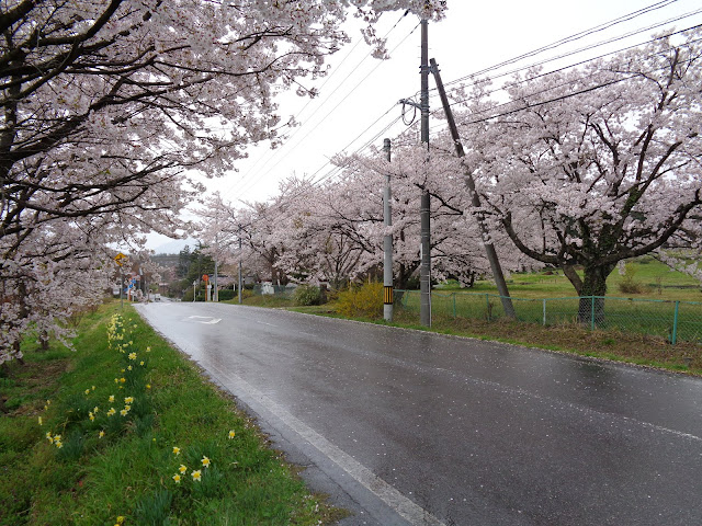 藍野公民館の隣の桜公園のソメイヨシノ桜