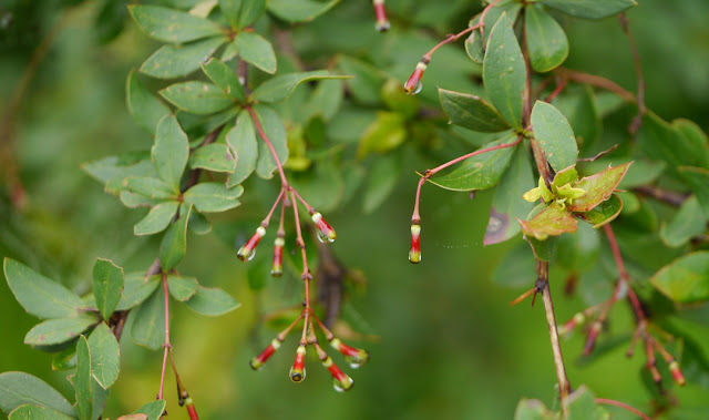 Lekh chutro  (Berberis erythroclada Ahrendt)