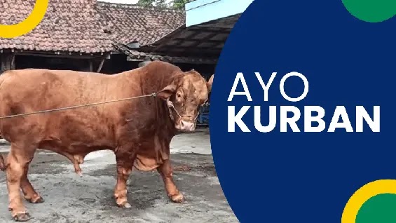 jual sapi kurban banyuwangi terbaik