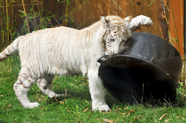 Playing white tiger cub by Tambako the Jaguar from flickr (CC-ND)