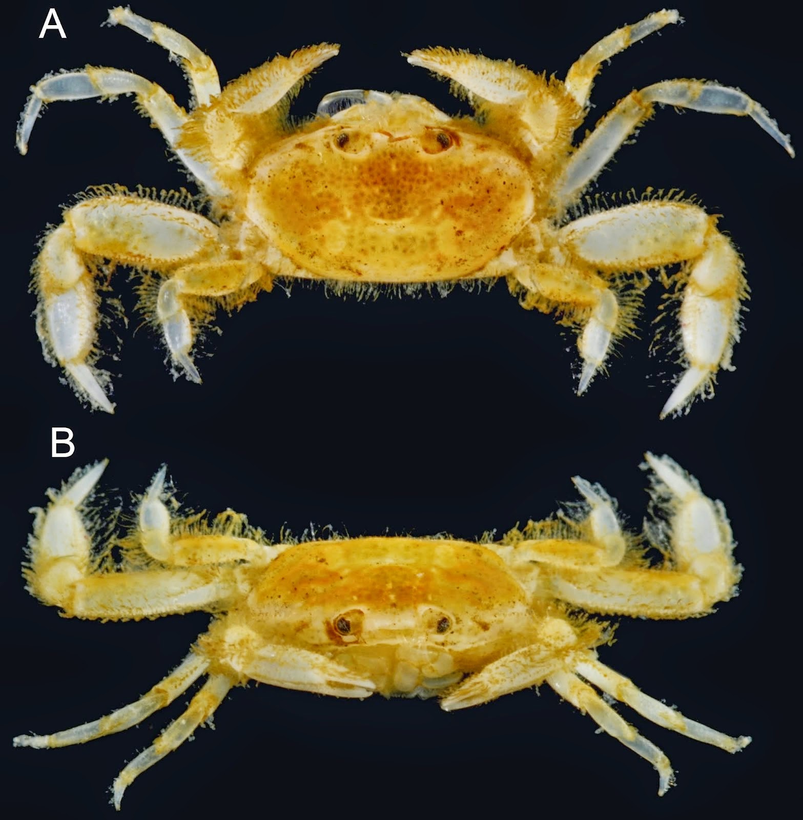 http://sciencythoughts.blogspot.co.uk/2014/12/a-new-species-of-pea-crab-from-st-johns.html