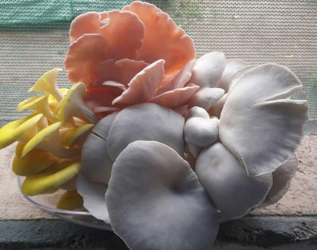How to Grow Oyester Mushroom घर में मशरुम कैसे उगाएं