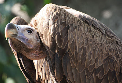 Vulture