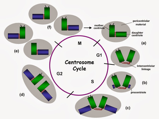 El ciclo del centrosoma, versión resumida. El centrosoma es un orgánulo que debe reproducirse igual que una célula, su división total se da entre la fase de síntesis y la segunda fase de crecimiento o G2.