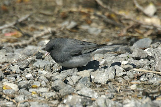 Junco hyemalis - Junco ardoisé