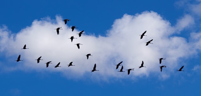 cranes