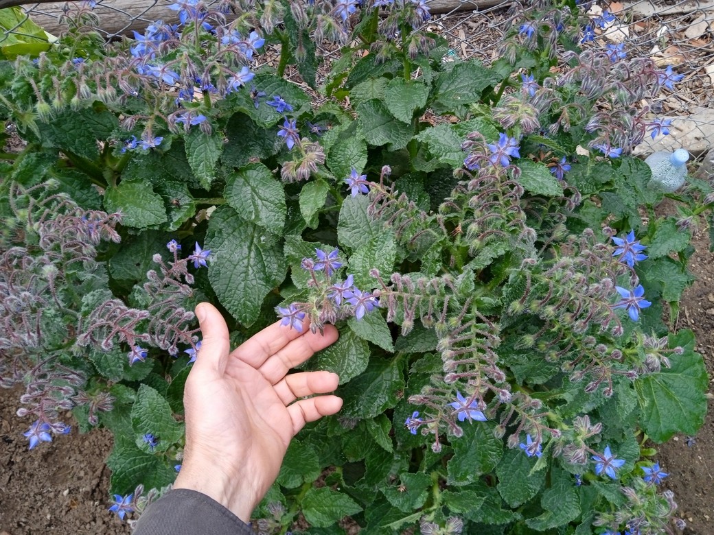 Borage is Mediterranean native herb also called starflower, and bee bread. It is used in medicinal purposes as well as many garden uses. Growing borage (Borago officinalis) in pots or containers is so easy and it is a powerful herb for healing and companion planting