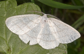 Common White Wave, Cabera pusaria.  Sevenoaks Wildlife Reserve, 26 August 2017.