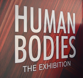 Exposición Human Bodies Barcelona