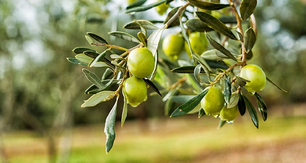 ZEYTİNİN FAYDALARI TAM ŞİFA KAYNAĞİ