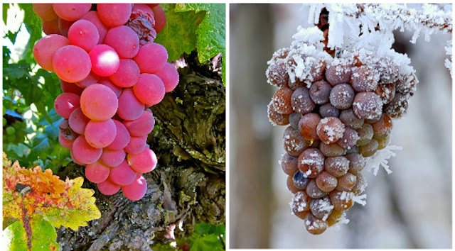 Uvas,, Racimos y Colores, Racimo, ice wine, grapes,