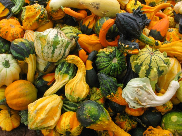 Autumn Gourds6