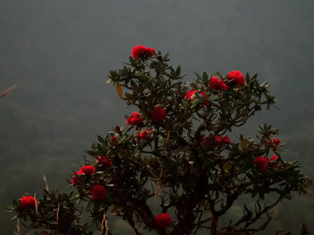 Two-Day Trek at Doi Pha Ngam, trek at doi phan gam, trekking at doi phan gam, 2 days trek at doi phan gam, chiang mai trekking, trekking in chiang mai