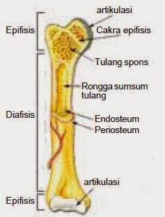 struktur tulang panjang