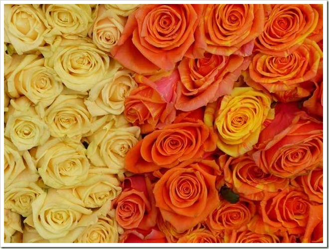 flowers 2