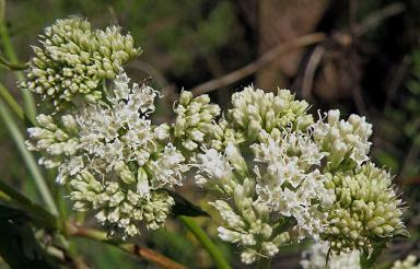 Mikania periplocifolia