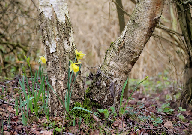 Small clump of daffodils at base of silver birch