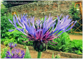 pretty blue and purple flower,  Petersfield Physic Garden