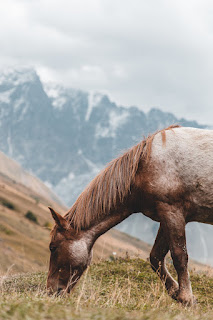 How Many Years Does a Horse Live