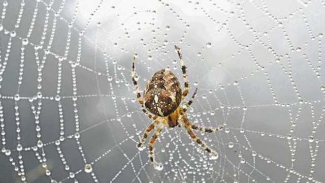 jaring-laba-laba