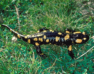 Salamandra salamandra - Salamandra común