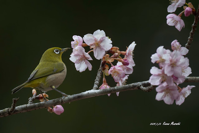 河津桜にやってきたメジロです