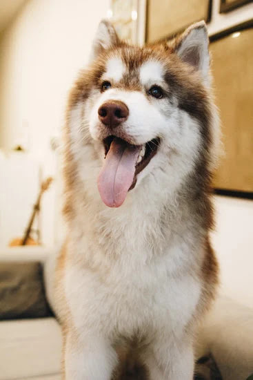 Siberian Husky | Top 10 Cutest Large Dog Breeds