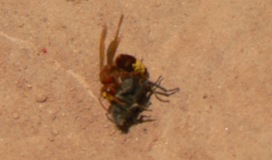 P1210289