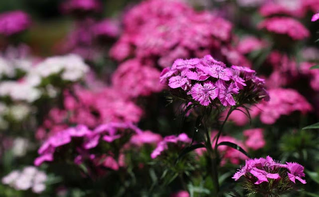 Sweet William Flowers Pictures