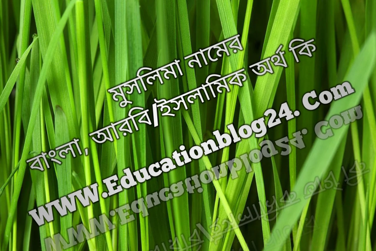 Muslima name meaning in Bengali, মুসলিমা নামের অর্থ কি, মুসলিমা নামের বাংলা অর্থ কি, মুসলিমা নামের ইসলামিক অর্থ কি, মুসলিমা কি ইসলামিক /আরবি নাম