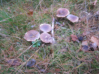 Wild Mushrooms