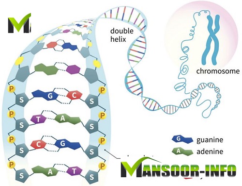 Nucleic Acid 2021 info