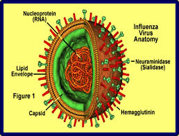 Vírus da Influenza sazonal A, Subtipo H3N2 