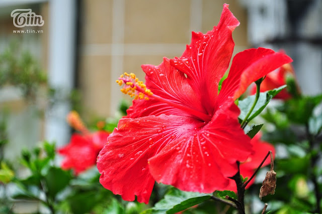 Dalat Flower