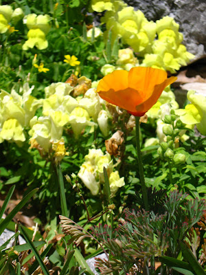 california poppy seeds. California poppy: from a bag