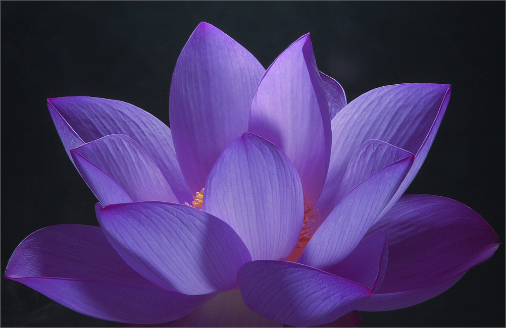 Purple Lotus Flower Flower HD Wallpapers, Images