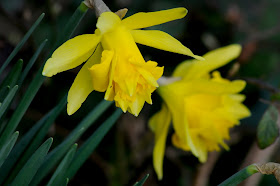 Cornish Daffodils
