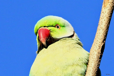 "Rose-ringed Parakeet - Psittacula krameri, displaying a remarkable green head, with a red curved beak."