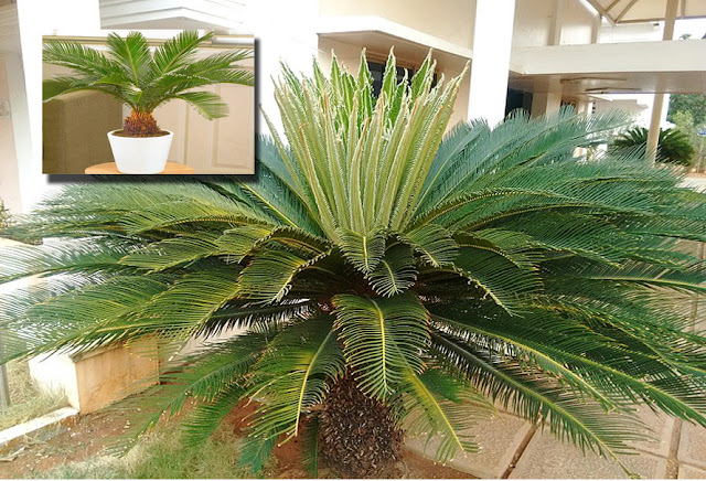 Cycas