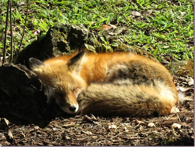 foxIMG_7377