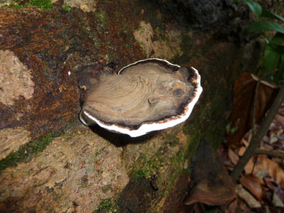 Bracket fungus