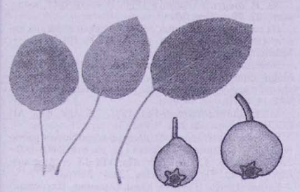 Груша туркменская (Pyrus turcomanica)