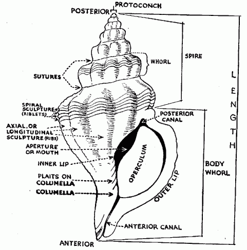 Bo Ka P Mollusca