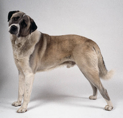 Anatolian Shepherd Working Dog