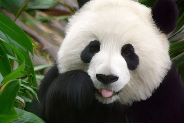 Panda HD Image