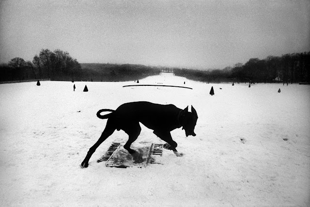 Fotografia em preto e branco de um parque coberto de neve e limitado por árvores. O parque é extenso e apenas no fundo da fotografia pode-se ver uma construção. Em primeiro plano há um cachorro andando.