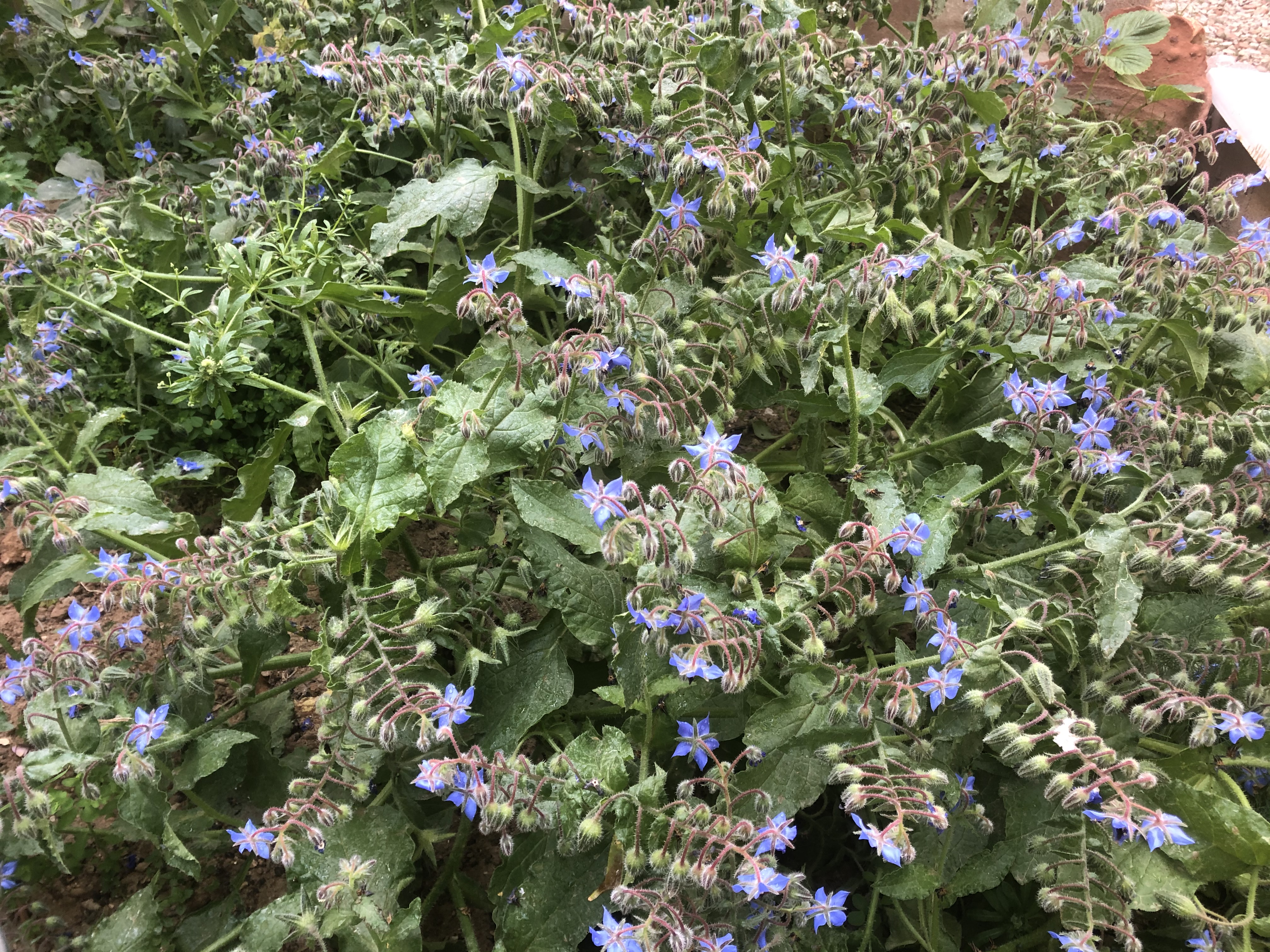 Growing borage (Borago officinalis) is so easy and it is a powerful herb for healing and companion planting, and growing borage adds a touch of beauty to your garden.