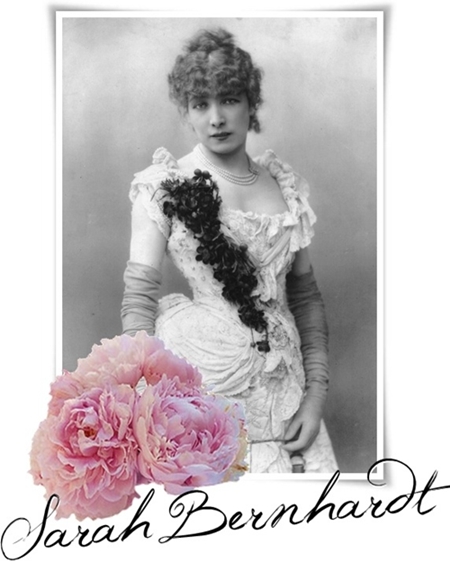 sarah bernhardt, rosa pion, pion sarah bernhardt