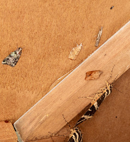 Moths in my garden light trap, 25 August 2016.